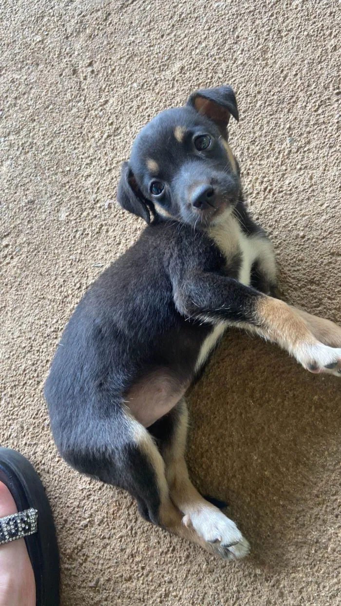 Cachorro ra a SRD-ViraLata idade Abaixo de 2 meses nome Nao tem/pretinha