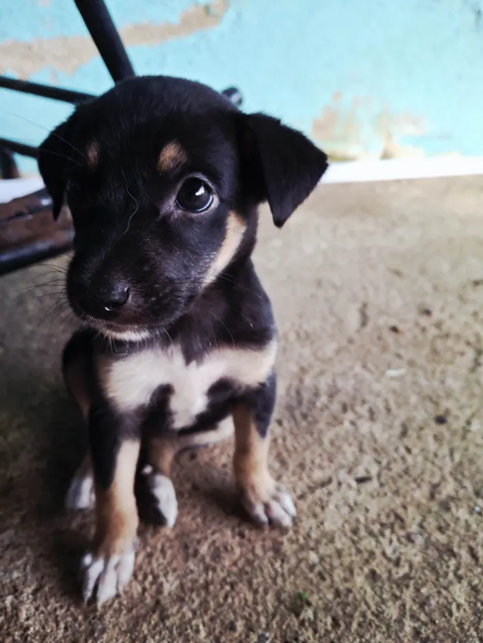 Cachorro ra a SRD-ViraLata idade Abaixo de 2 meses nome Nao tem/pretinha