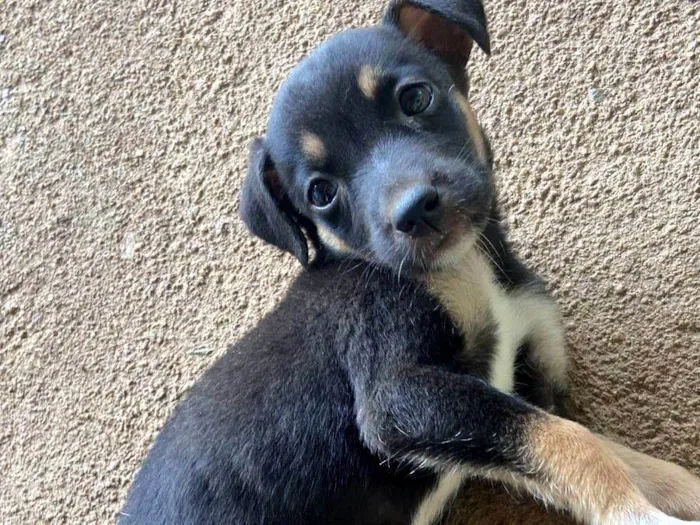 Cachorro ra a SRD-ViraLata idade Abaixo de 2 meses nome Nao tem/pretinha