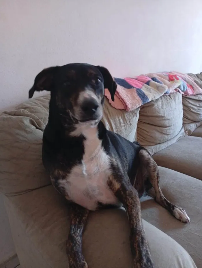 Cachorro ra a SRD-ViraLata idade 1 ano nome jade