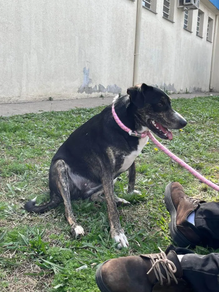 Cachorro ra a SRD-ViraLata idade 1 ano nome jade