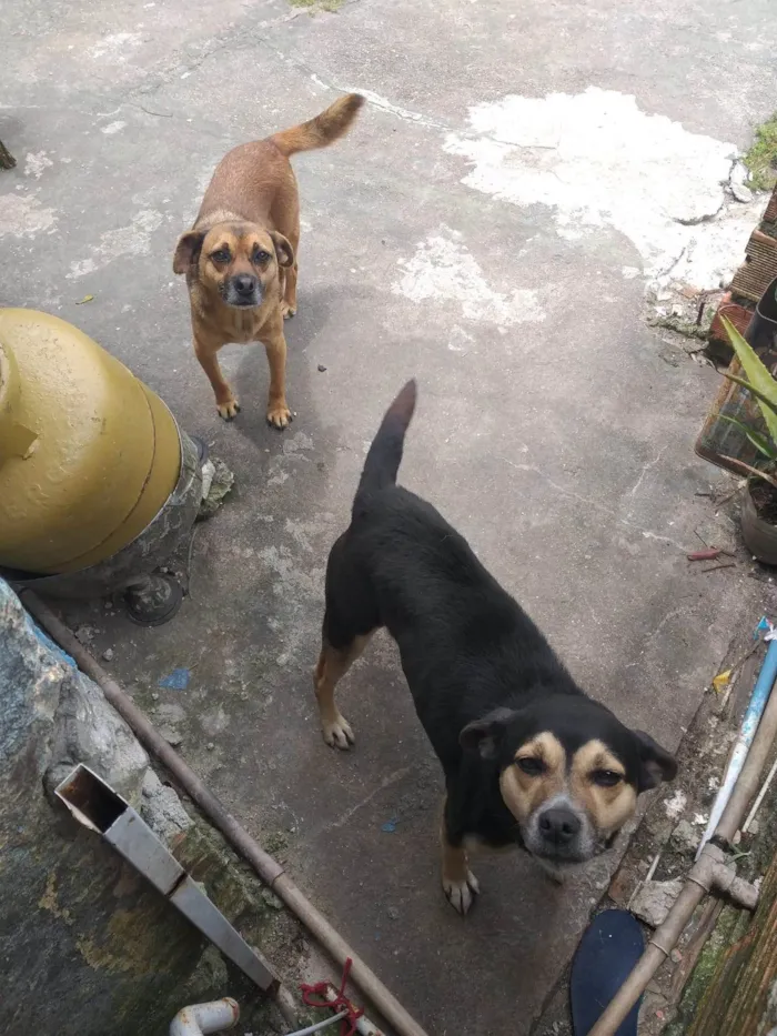 Cachorro ra a SRD-ViraLata idade 3 anos nome Mel  e costelinha 