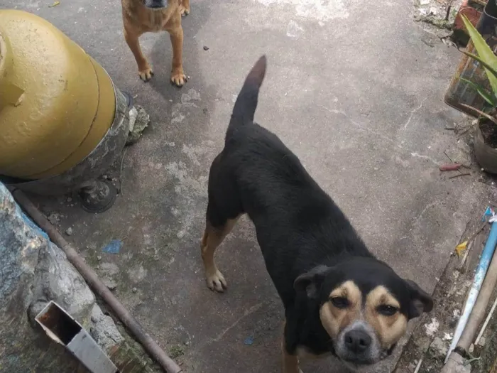Cachorro ra a SRD-ViraLata idade 3 anos nome Mel  e costelinha 