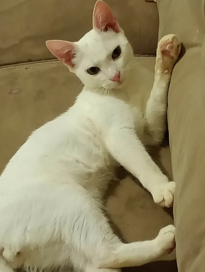 Gato ra a SRD-ViraLata idade 2 a 6 meses nome Não tem nome 