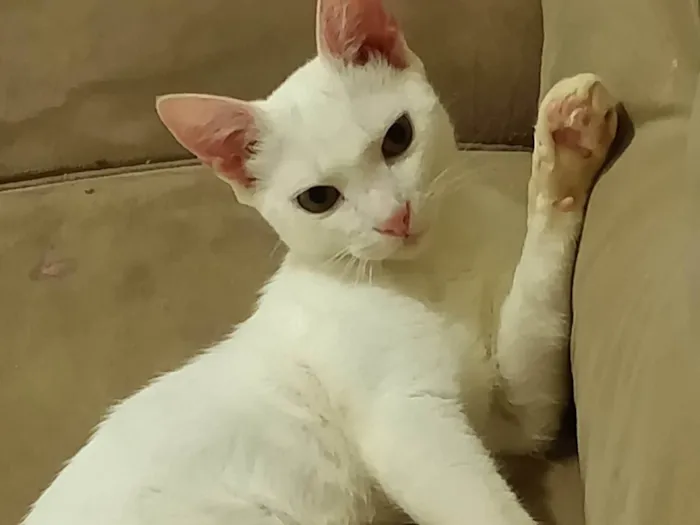 Gato ra a SRD-ViraLata idade 2 a 6 meses nome Não tem nome 