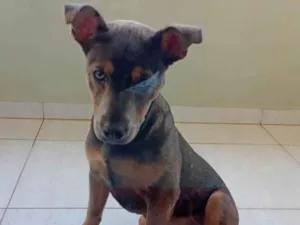 Cachorro raça SRD-ViraLata idade 2 a 6 meses nome Zara