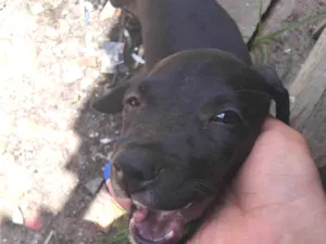 Cachorro raça SRD-ViraLata idade 2 a 6 meses nome Amora