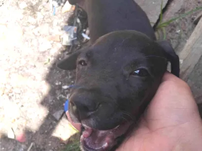Cachorro raça SRD-ViraLata idade 2 a 6 meses nome Amora