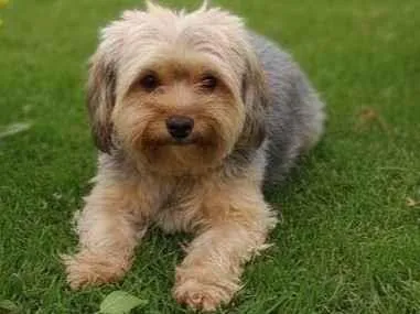 Cachorro ra a Shitzu idade 4 anos nome Bella 