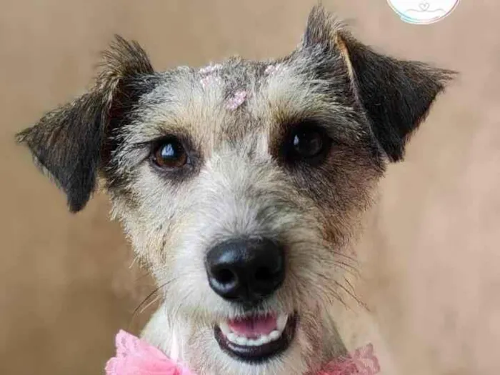 Cachorro ra a SRD-ViraLata idade 2 a 6 meses nome Pipoca