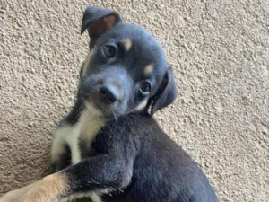 Cachorro ra a SRD-ViraLata idade Abaixo de 2 meses nome Nao tem/pretinha