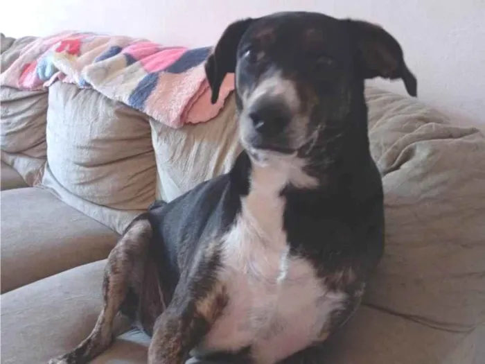 Cachorro ra a SRD-ViraLata idade 1 ano nome jade