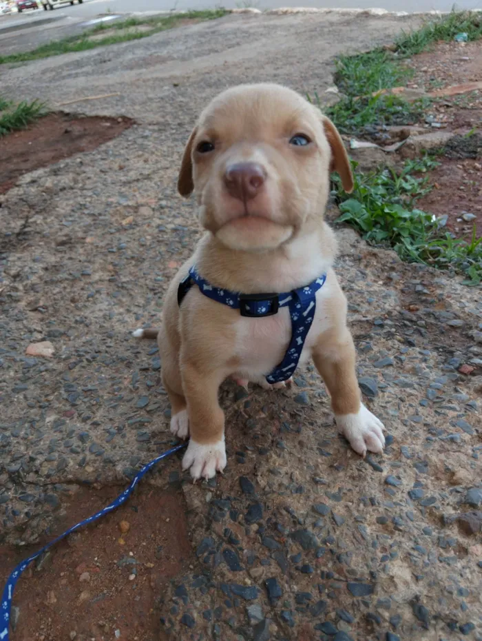 Cachorro ra a Pit-Bull idade Abaixo de 2 meses nome Não tem