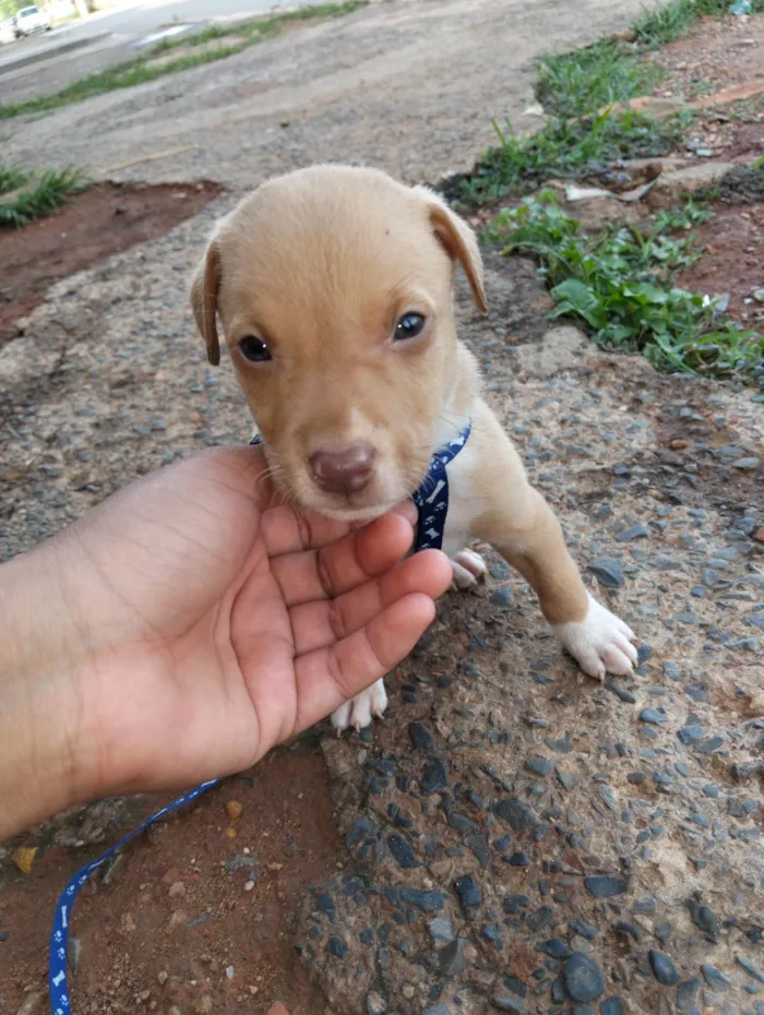 Cachorro ra a Pit-Bull idade Abaixo de 2 meses nome Não tem