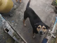 Cachorro raça SRD-ViraLata idade 3 anos nome Mel  e costelinha 