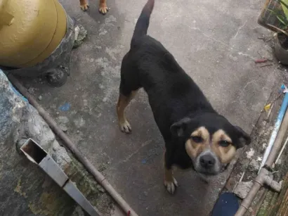 Cachorro raça SRD-ViraLata idade 3 anos nome Mel  e costelinha 