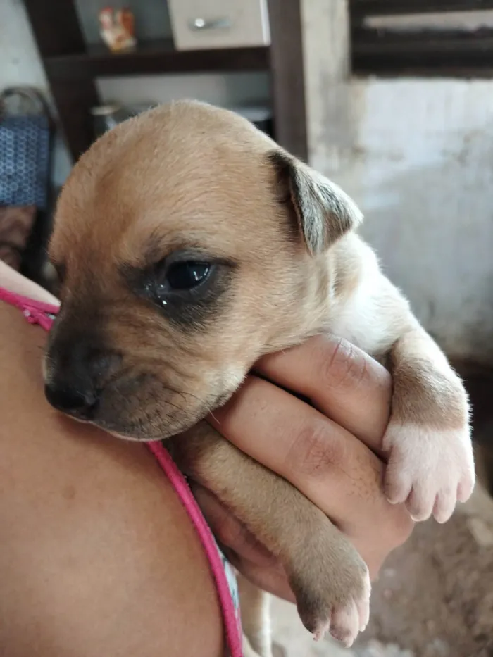 Cachorro ra a Pit-Bull idade Abaixo de 2 meses nome Não tem