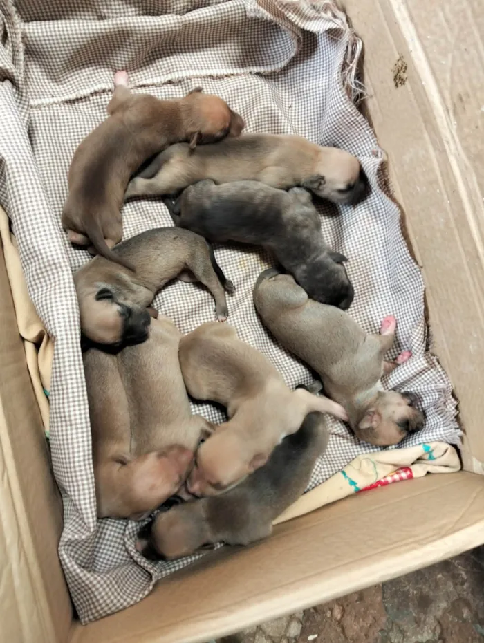 Cachorro ra a Pit-Bull idade Abaixo de 2 meses nome Não tem