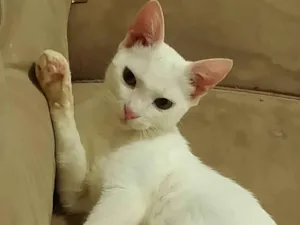 Gato ra a SRD-ViraLata idade 2 a 6 meses nome Não tem nome 