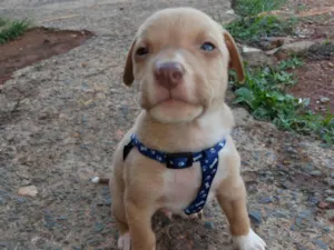 Cachorro raça Pit-Bull idade Abaixo de 2 meses nome Não tem