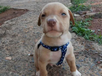 Cachorro raça Pit-Bull idade Abaixo de 2 meses nome Não tem