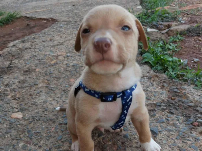 Cachorro ra a Pit-Bull idade Abaixo de 2 meses nome Não tem
