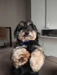 Cachorro ra a SRD-ViraLata idade 6 ou mais anos nome Hope