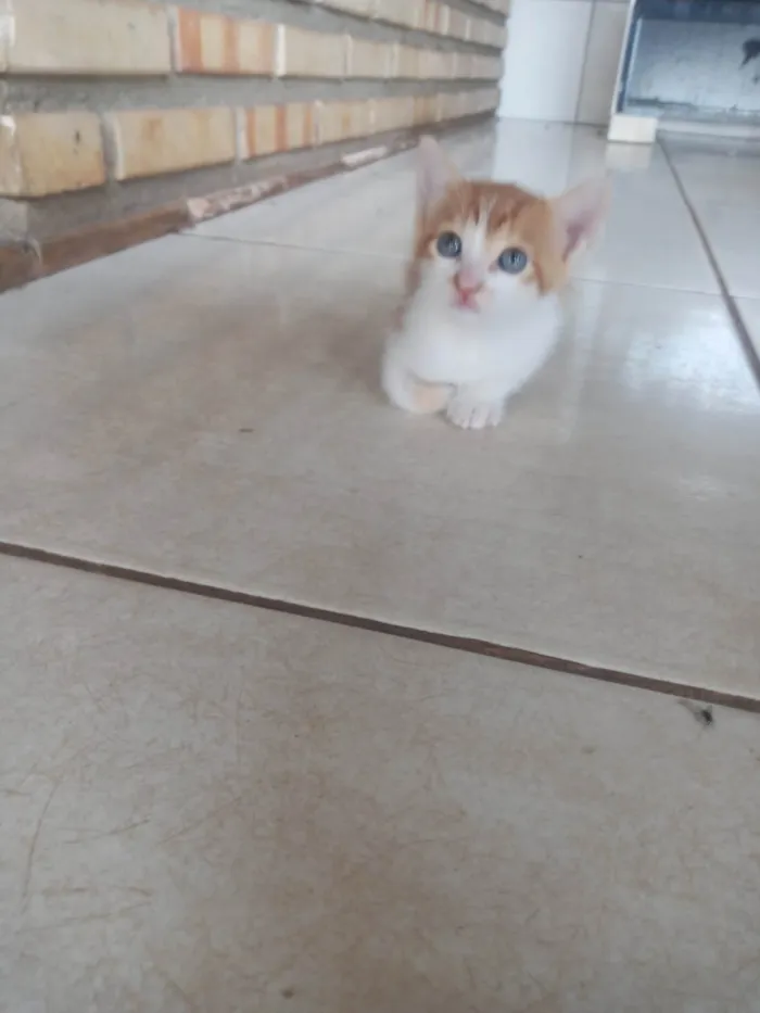 Gato ra a SRD-ViraLata idade 2 a 6 meses nome Clarinha