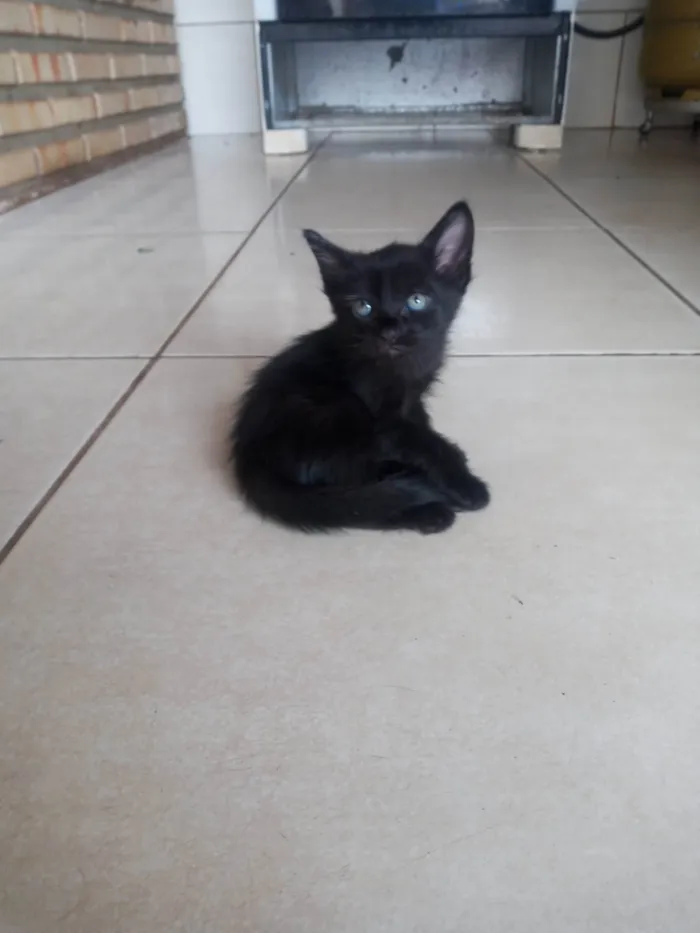 Gato ra a SRD-ViraLata idade 2 a 6 meses nome Bily