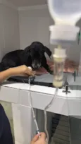 Cachorro ra a SRD-ViraLata idade 6 ou mais anos nome Resgatado 