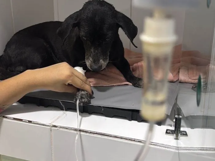 Cachorro ra a SRD-ViraLata idade 6 ou mais anos nome Resgatado 