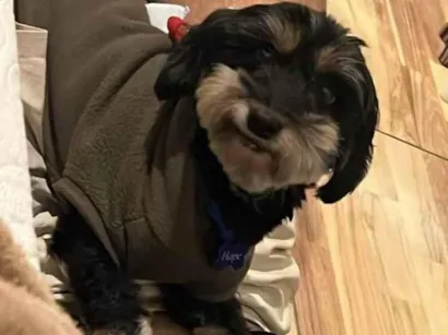 Cachorro raça SRD-ViraLata idade 6 ou mais anos nome Hope