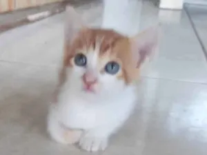 Gato raça SRD-ViraLata idade 2 a 6 meses nome Clarinha