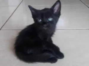 Gato raça SRD-ViraLata idade 2 a 6 meses nome Bily