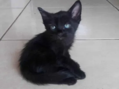 Gato raça SRD-ViraLata idade 2 a 6 meses nome Bily