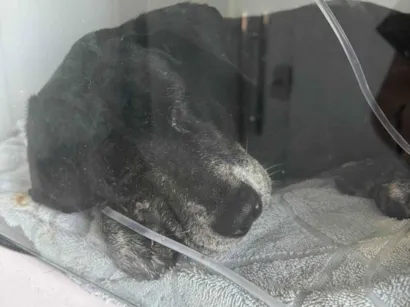 Cachorro raça SRD-ViraLata idade 6 ou mais anos nome Resgatado 
