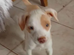 Cachorro raça SRD-ViraLata idade Abaixo de 2 meses nome Cora