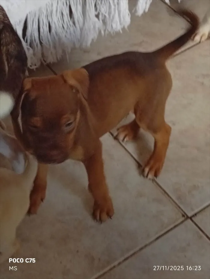 Cachorro ra a SRD-ViraLata idade Abaixo de 2 meses nome Pluto