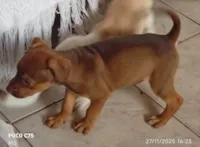 Cachorro raça SRD-ViraLata idade Abaixo de 2 meses nome Pluto