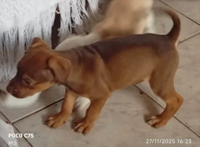 Cachorro raça SRD-ViraLata idade Abaixo de 2 meses nome Pluto