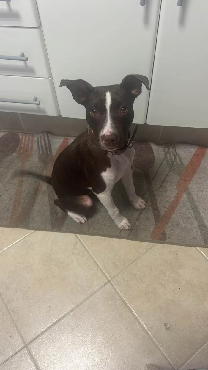 Cachorro ra a Pit-Bull idade 7 a 11 meses nome Nega