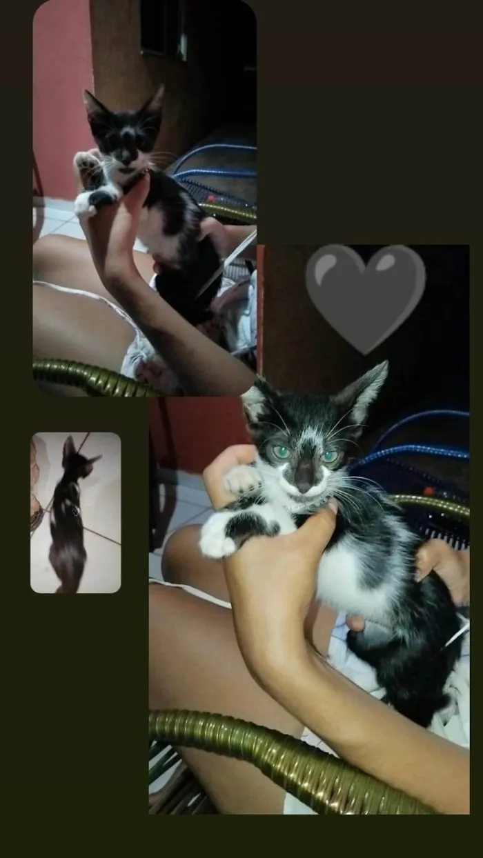 Gato ra a SRD-ViraLata idade 2 a 6 meses nome Pretinho 