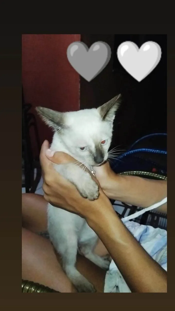 Gato ra a Siamês idade 2 a 6 meses nome Tomm