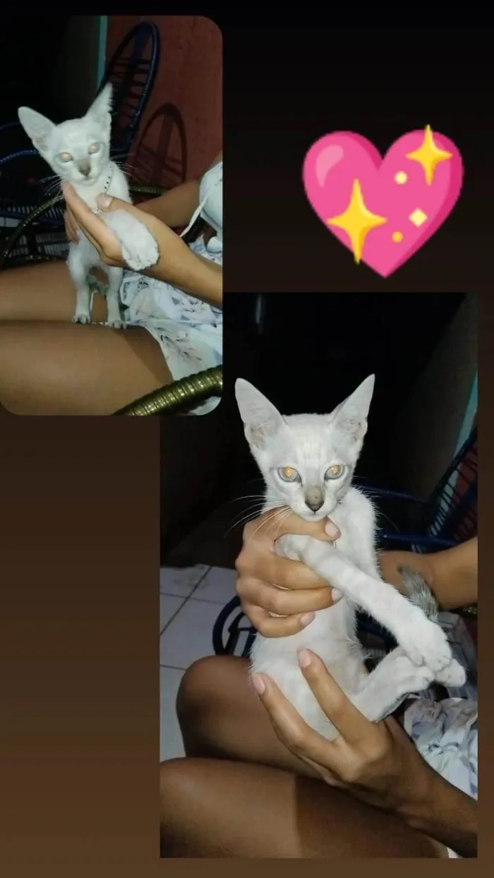 Gato ra a Siamês idade 2 a 6 meses nome Princesa 