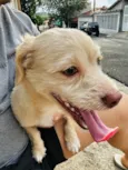 Cachorro ra a SRD-ViraLata idade 1 ano nome Dukie 