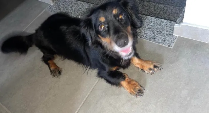 Cachorro ra a Basset-Cofap idade 5 anos nome Bidu