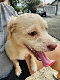 Cachorro ra a SRD-ViraLata idade 1 ano nome Dukie 