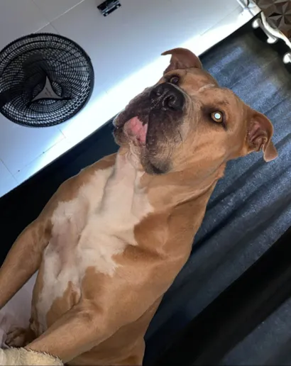 Cachorro ra a Pit-Bull idade 3 anos nome Apolo