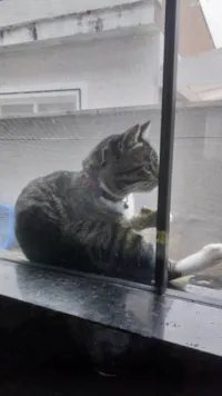 Gato ra a SRD-ViraLata idade 2 anos nome Jhonny