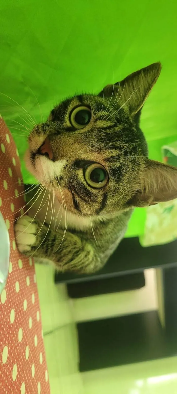 Gato ra a SRD-ViraLata idade 2 anos nome Jhonny